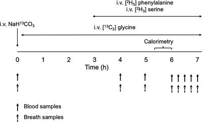 De Novo Glycine Synthesis Is Reduced in Adults With Morbid Obesity and Increases Following Bariatric Surgery